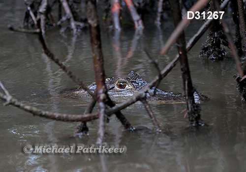 Spectacled Caiman (Caiman crocodilus)